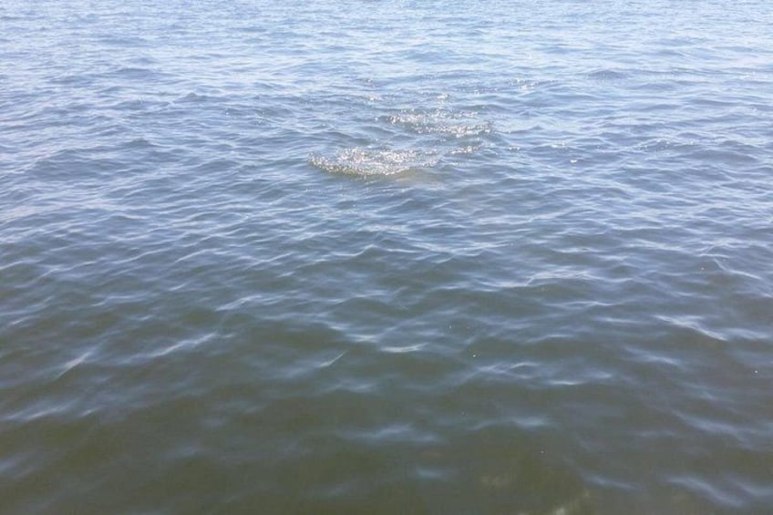 Tampa Celebrity Homes Boat Tour 2