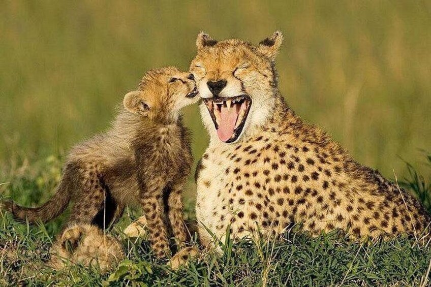Een cheetah en een jong in een grasveld. 3