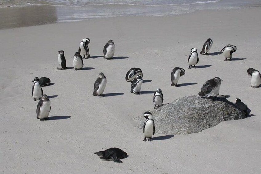Een groep pinguïns op een zandstrand, met de oceaan op de achtergrond. 5