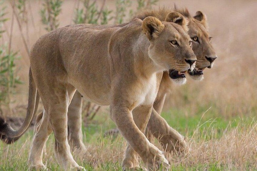 Twee leeuwen lopen over een begroeiingsarm grasland. 4