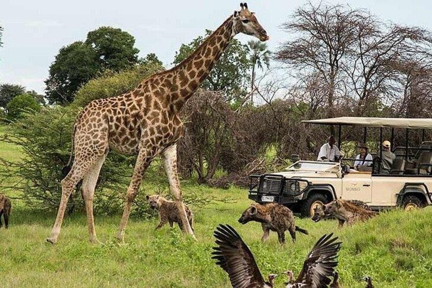 Een giraffe, een safarivoertuig en een groep vogels in een grasveld. 1