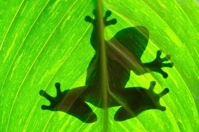 A green leaf with a frog's shadow on it. 3