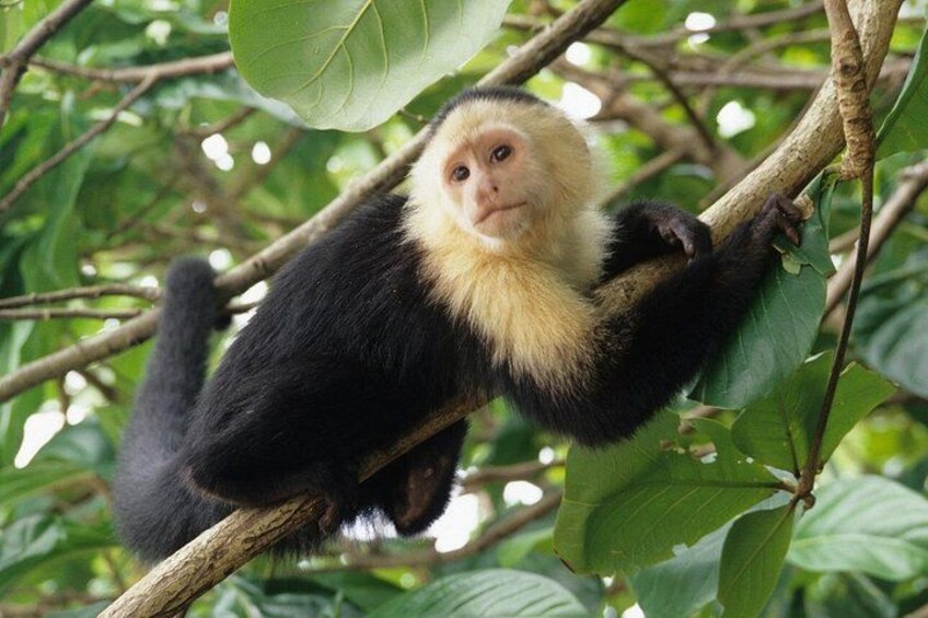 A monkey with black and white fur sitting on a tree branch surrounded by green leaves. 4