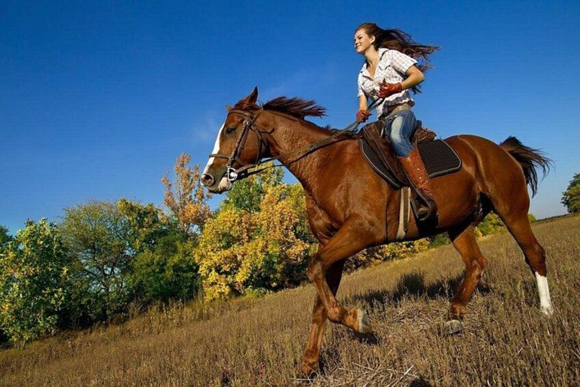 A person riding a horse in a field with trees and a clear sky. 3