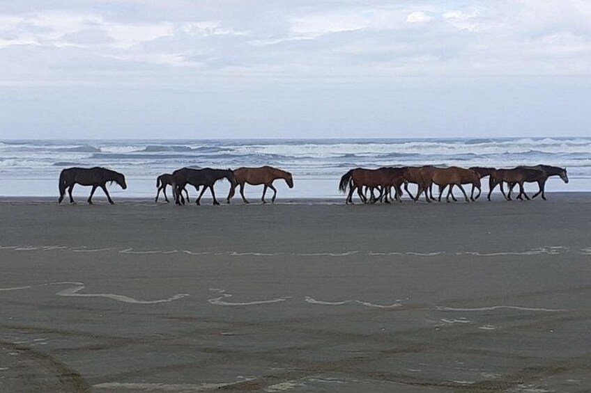 Wild horses on 90 mile beach. 4