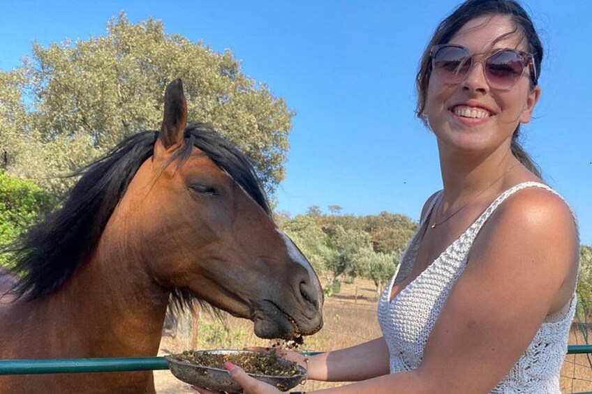 Feed our rescue horses 3