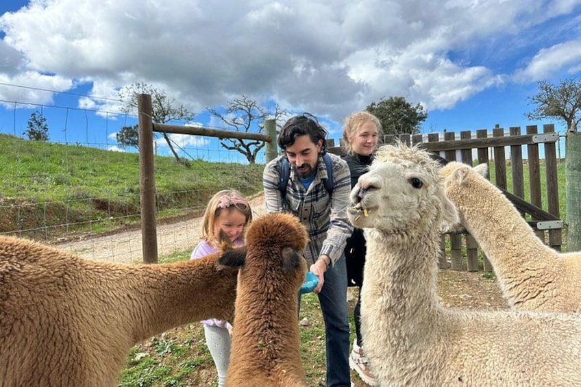 A group of people interacting with llamas in a fenced outdoor area with a grassy hill and wooden fence in the background. 3
