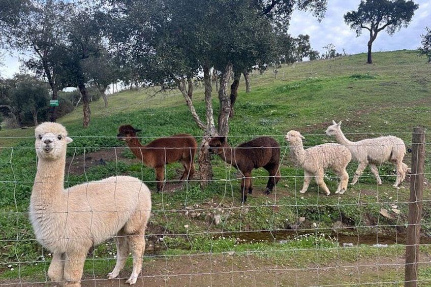 A llama standing in a fenced area with a grassy hill and trees in the background. 2