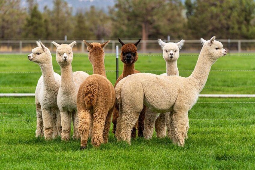 Alpaca Farm MamaAdama Meet & Feed 1