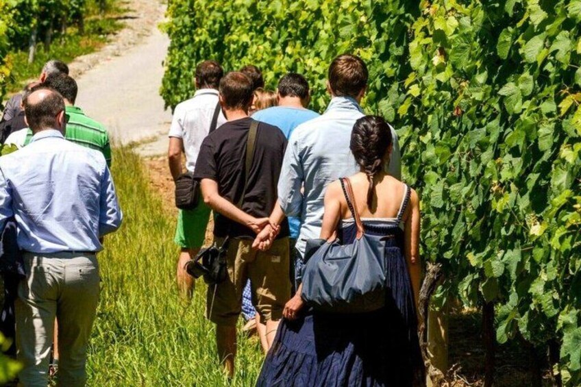 San Sebastian: Private Txakoli Winery & Hondarribia Pintxos Tour 2