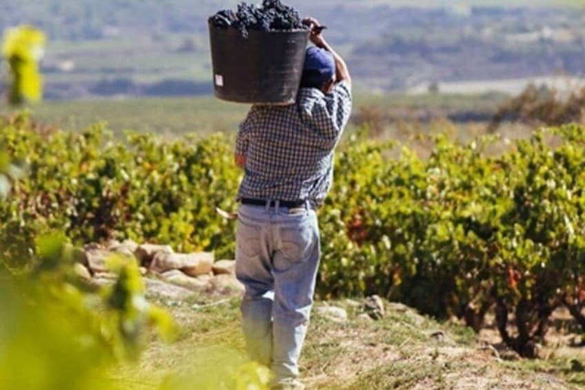 Private Tour: Txakoli Winery and Pintxos Route in Hondarribia 2
