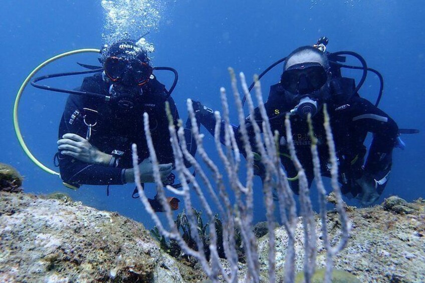 Two scuba divers underwater with coral formations in the foreground. 3