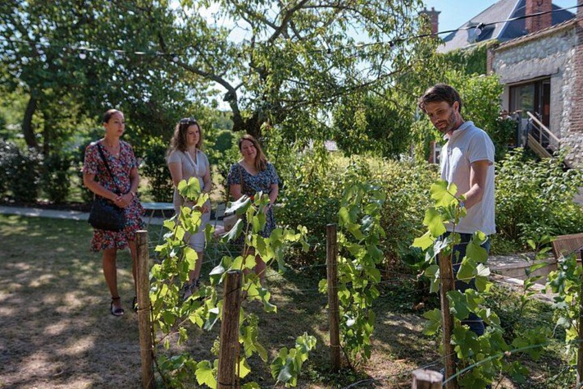Grape varieties dicovery 4
