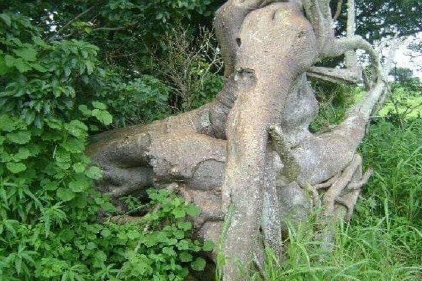 Eine große, verwitterte Skulptur, die eine menschliche Gestalt mit einem Baum verschränkt, umgeben von dichtem Grün. 4