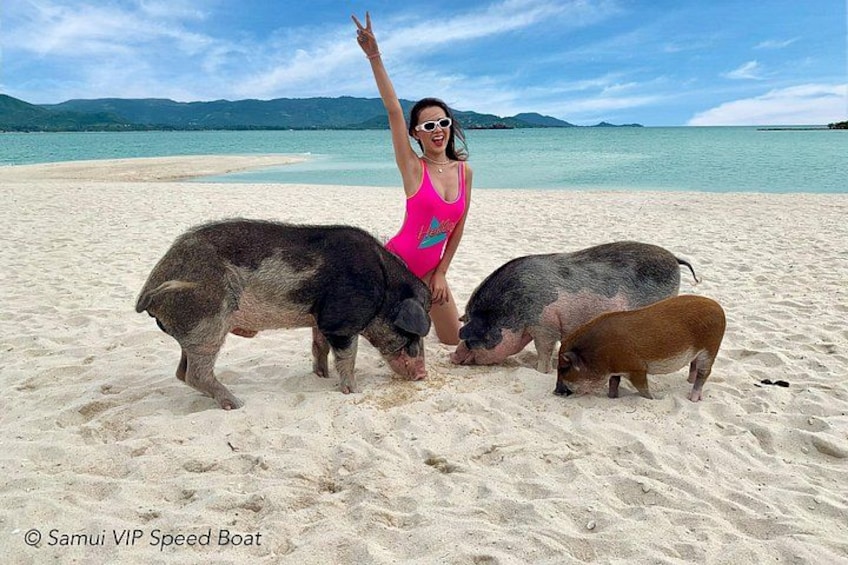 Una mujer en la playa con tres cerdos. 4