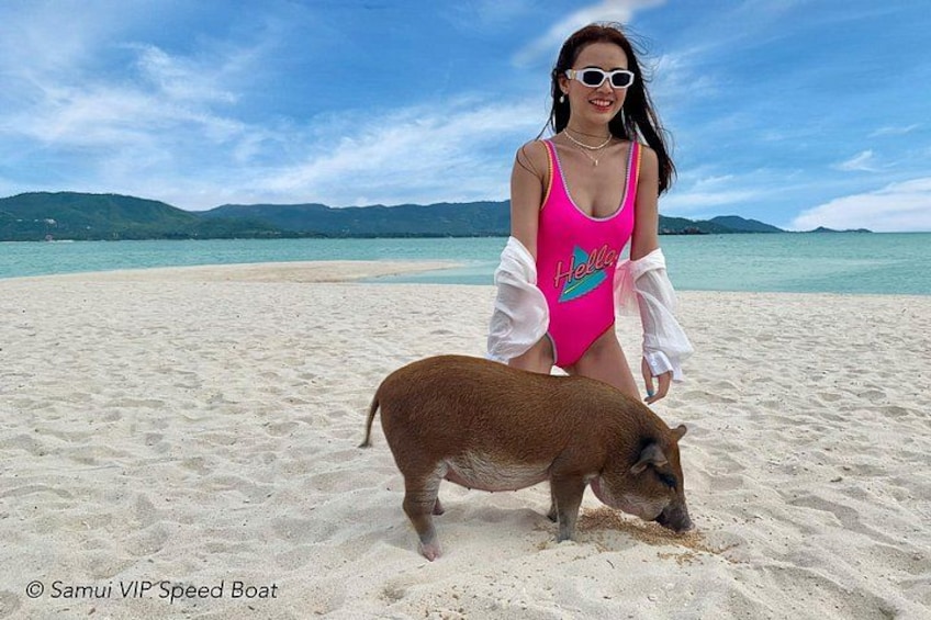 Una mujer con traje de baño rosa en una playa arenosa con un cerdo. 5