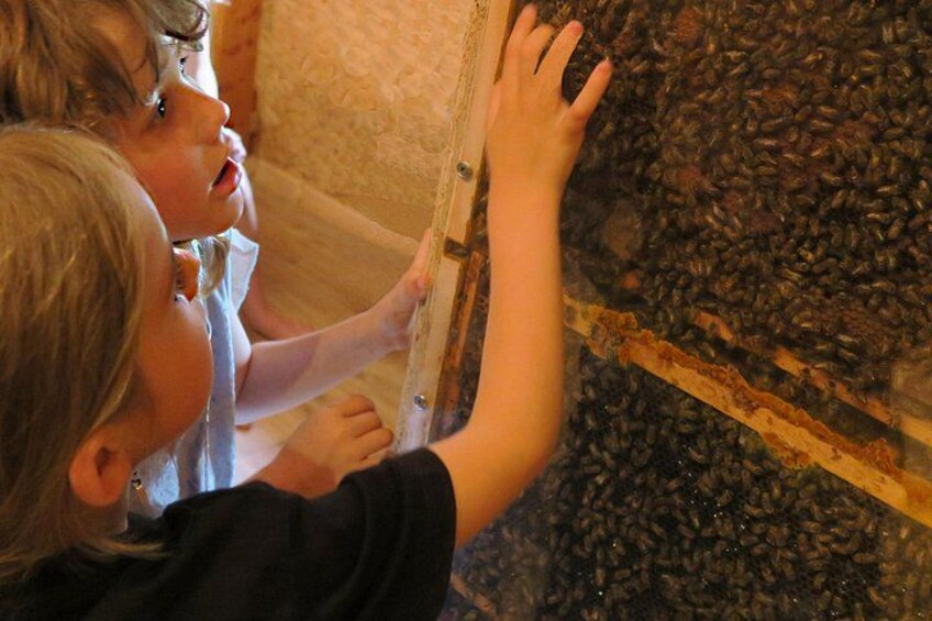 Can you spot the queen? Detect communication between bees? 4