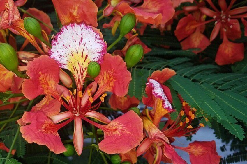 Royal Poinciana Flower from a tree in Old Town Key West 3