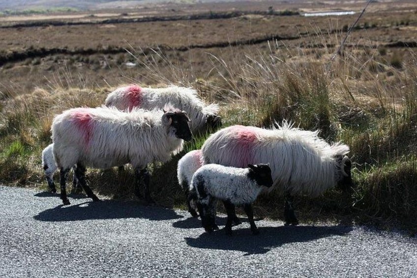 Connemara Locals 2