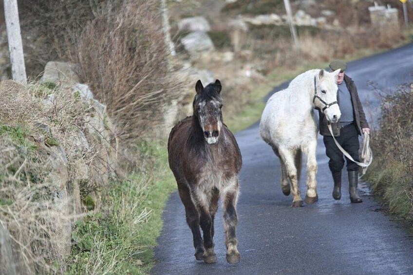 Connemara Ponies 2