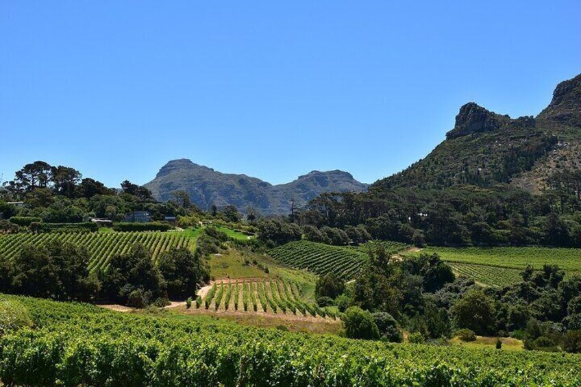 A vineyard with rows of grapevines, a mountain range, and a clear blue sky. 1