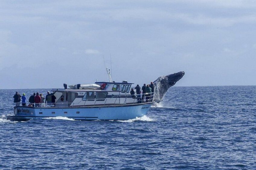 Full-Day Whale Watching and Wine Region Experience from Cape Town 2