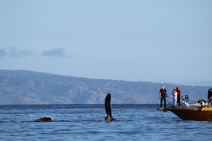 Full-Day Whale Watching and Wine Region Experience from Cape Town 3