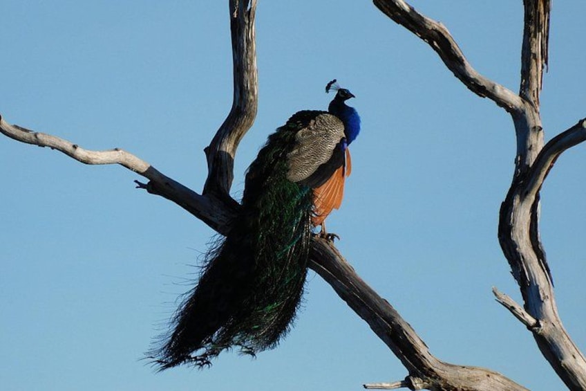 Ein Pfau sitzt auf einem Ast. 5