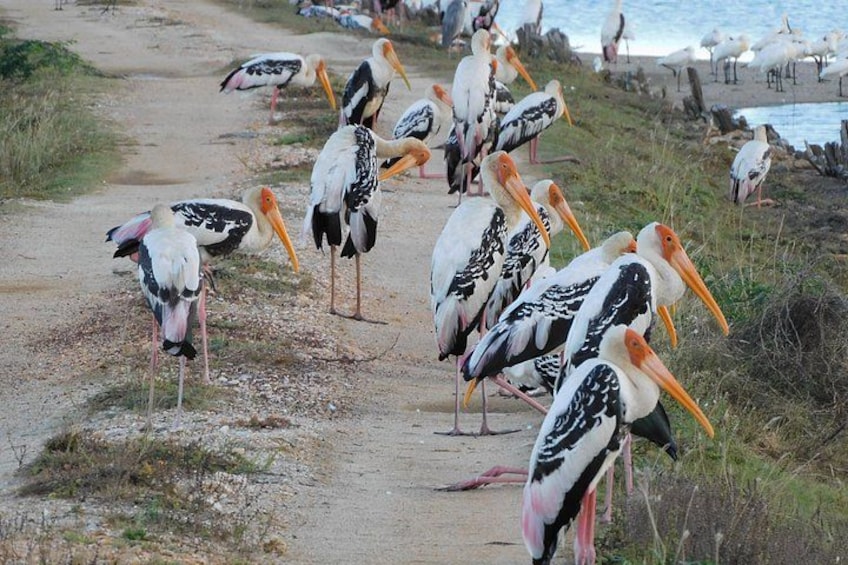 Eine Gruppe Störche auf einem Feldweg in der Nähe des Wassers. 2