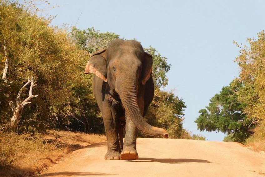 Ein Elefant geht auf einer unbefestigten Straße entlang, umgeben von Bäumen. 3