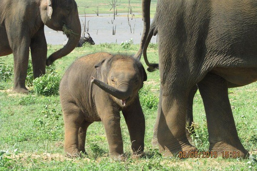 Un elefante bebé levanta su trompa, de pie sobre la hierba cerca de un elefante adulto. 1