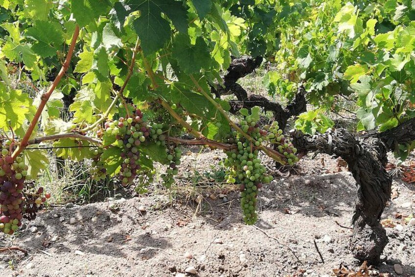 A vineyard with grapevines bearing clusters of green and red grapes. 4