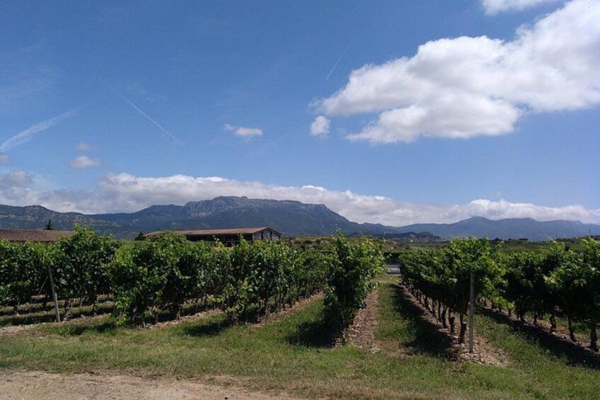 A vineyard with rows of grapevines extending towards a mountain range under a clear sky. 5