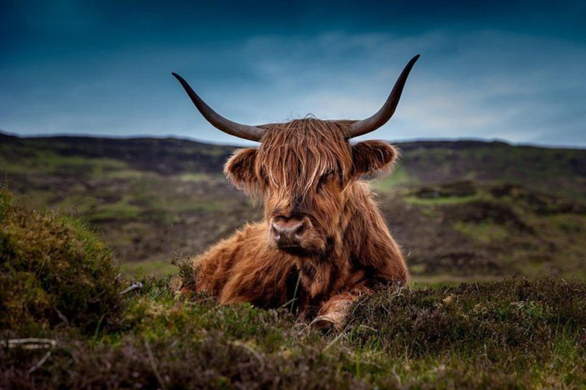 A Highland cow with long hair and curved horns lying on grass. 1