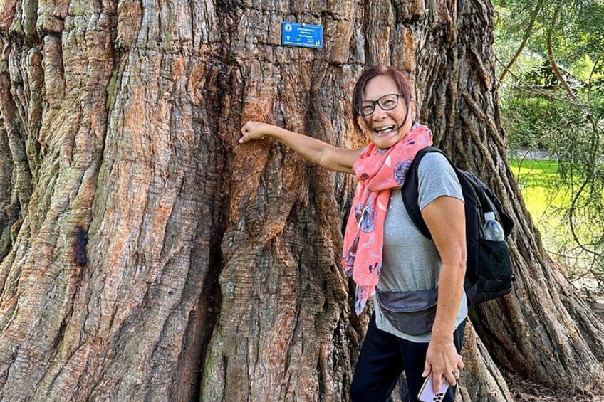 A person standing next to a large tree with a sign on it. 2