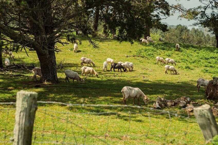 A grassy field with sheep grazing, trees, and a fence. 1