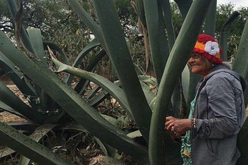 Ancestral Drinks: Mezcal and Pulque from the Heart of the Desert 1