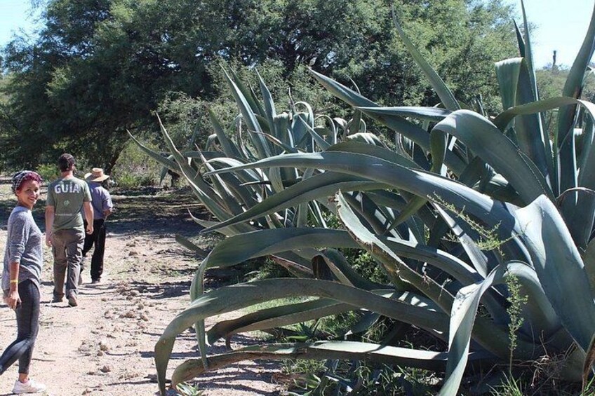 Ancestral Drinks: Mezcal and Pulque from the Heart of the Desert 5
