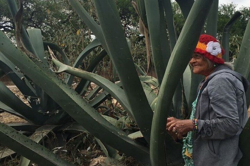 Private Tour of the Mezcal Route with Ancestral Drinks