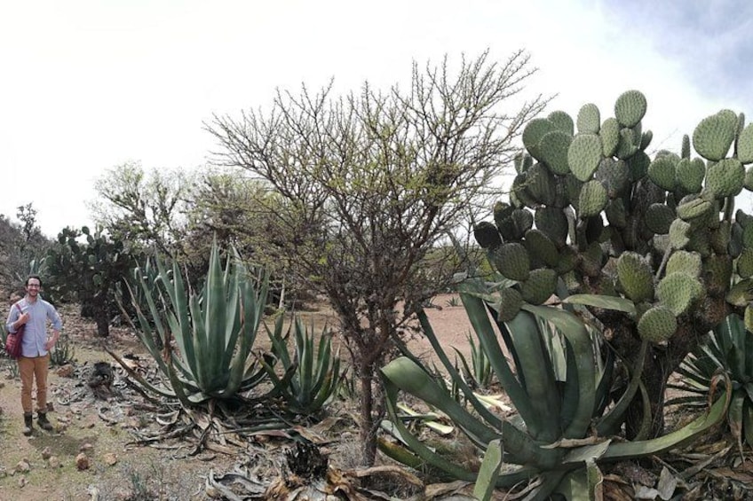 Ancestral Drinks: Mezcal and Pulque from the Heart of the Desert 2