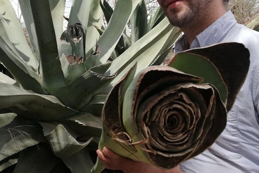 Ancestral Drinks: Mezcal and Pulque from the Heart of the Desert 4
