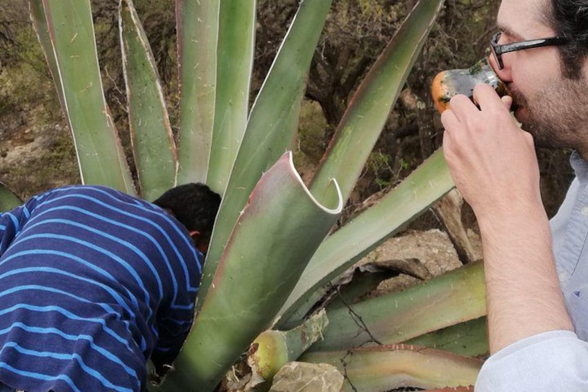 Ancestral Drinks: Mezcal and Pulque from the Heart of the Desert 3