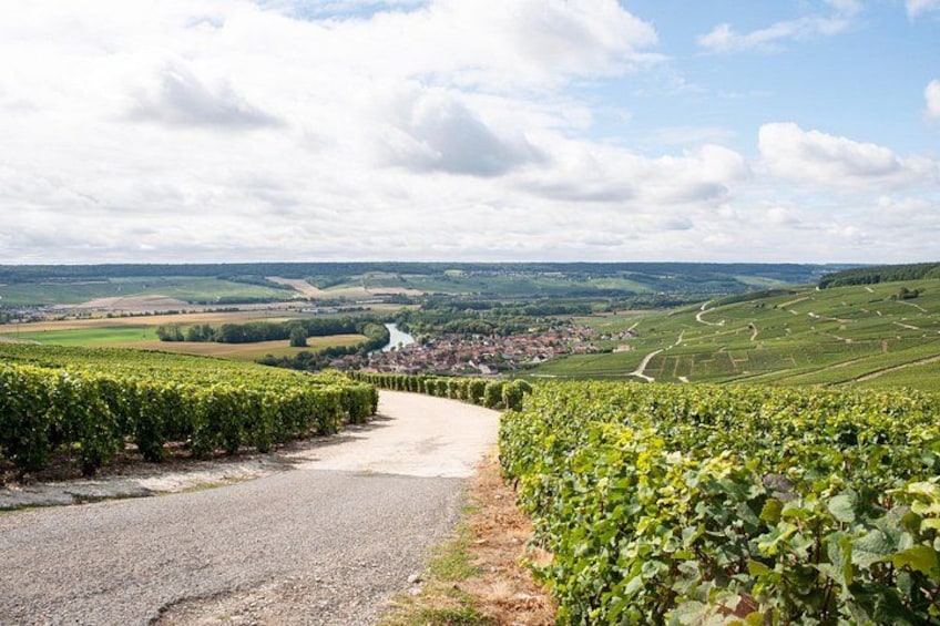 Ein Weinberg mit Reihen von Weinreben, einem Feldweg und einer entfernten Ansicht einer Stadt sowie sanften Hügeln. 4