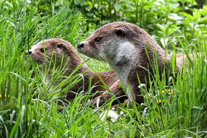 maybe you will see an otter 5