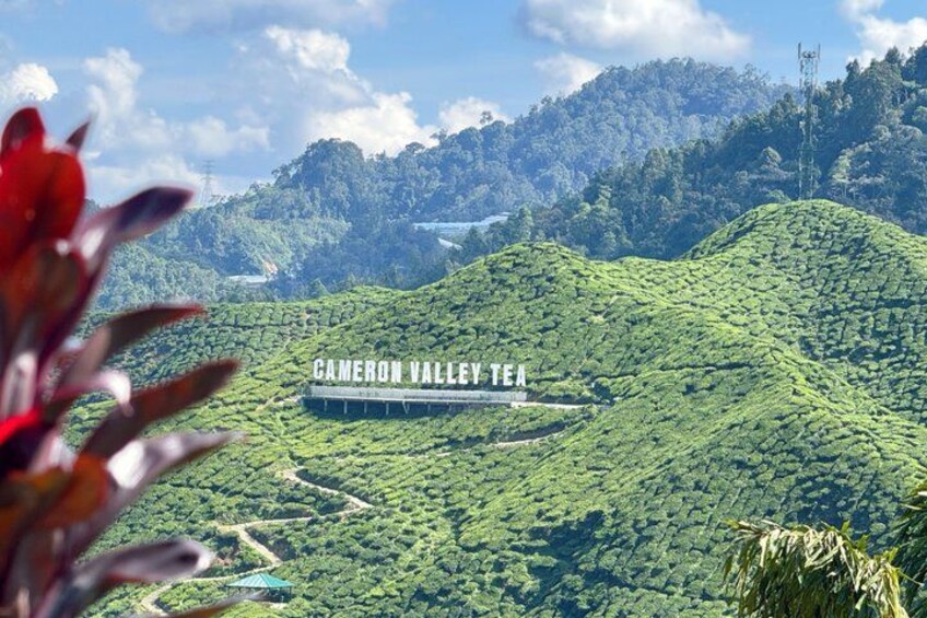 Cameron Valley Tea plantation, lush green hills, and a clear sky. 1