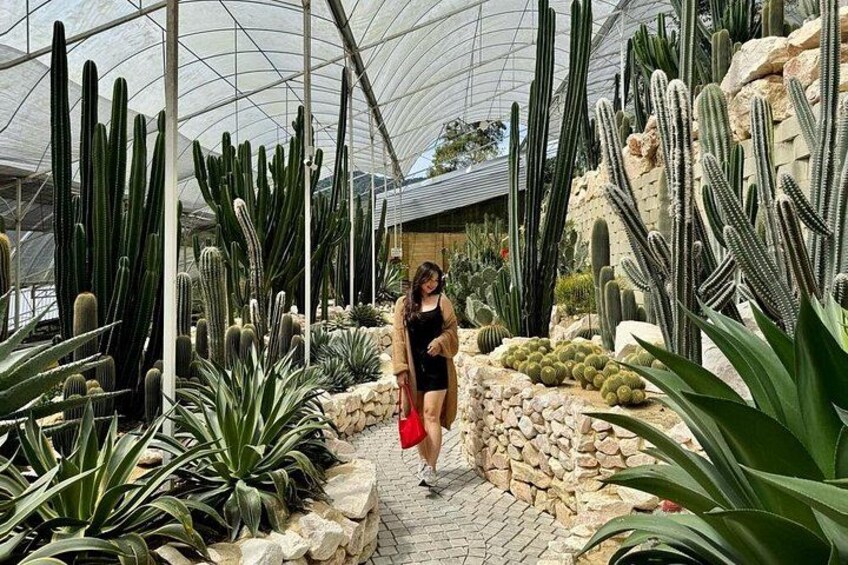 Une serre abritant différentes espèces de cactus et de plantes succulentes, une personne qui se promène et un mur de pierre. 3