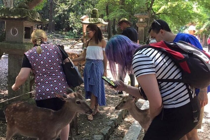 Personas interactuando con ciervos en un parque. 1