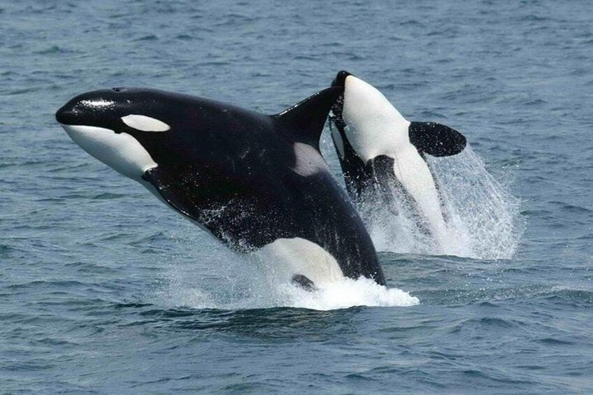 Killer whales 5