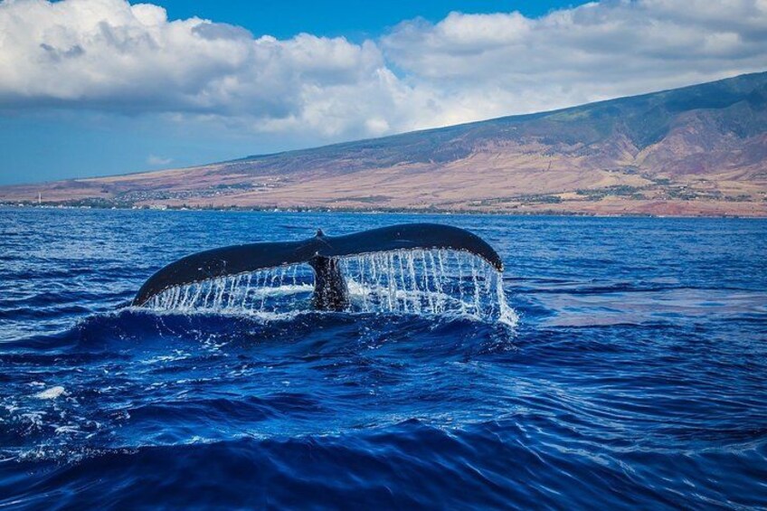 Cetacean sighting and Tarifa 1