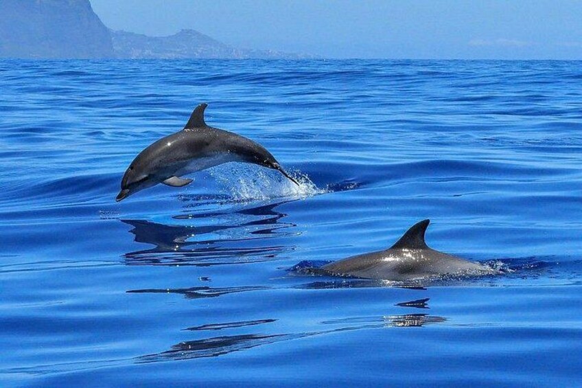 Dolphins 4